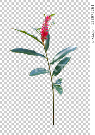 Red Ginger (Alpinia purpurata). Blooming colourfully 138973261
