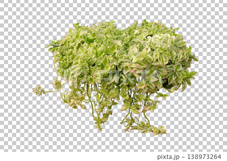 Variegated Devils Backbone (Euphorbia tithymaloides) plant 138973264