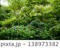 紫陽花と青もみじ 138973382