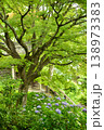 紫陽花と青もみじ 138973383