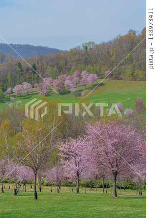 満開の桜並木と新緑の丘 春の美しい自然風景 138973411