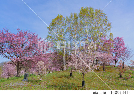 満開の桜並木と新緑の丘 春の美しい自然風景 満開の桜並木と新緑の丘 春の美しい自然風景 138973412