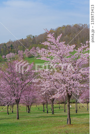 満開の桜並木と新緑の丘 春の美しい自然風景 138973413