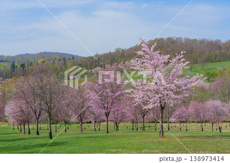 満開の桜並木と新緑の丘 春の美しい自然風景 138973414