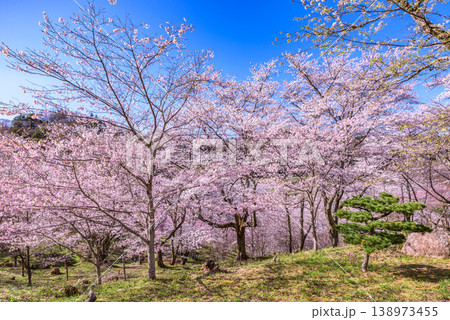 霞ヶ城公園 満開の桜 日本さくら名所100選 霞ヶ城公園 満開の桜 日本さくら名所100選 138973455
