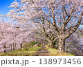霞ヶ城公園　満開の桜　日本さくら名所100選 138973456