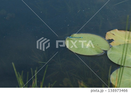 夏の尾瀬・池塘の水面に浮かぶヒツジグサの葉と羽を休めるルリイトトンボ　グラフィカルな静寂 138973466