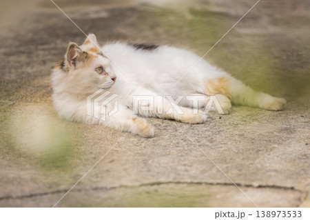 宮古島のねこ 138973533