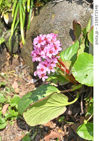 植物・ヒマラヤユキノシタ　ユキノシタ科 138973546