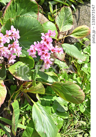 植物・ヒマラヤユキノシタ　ユキノシタ科 138973547