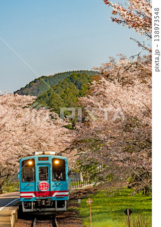 桜満開の樽見鉄道 谷汲口駅に停車する列車 138973548