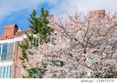 Pink cherry blossom by brick building in springtime, Busan 138973570