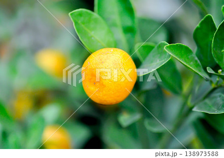 citrus japonica thunb, Citrus madurensis Lour or Citrus microcarpa Bunge or cumquats or kum quat or Kumquats or rutaceae or orange tree or small orange citrus japonica thunb, Citrus madurensis Lour or Citrus microcarpa Bunge or cumquats or kum quat or Kumquats or rutaceae or orange tree or small orange 138973588