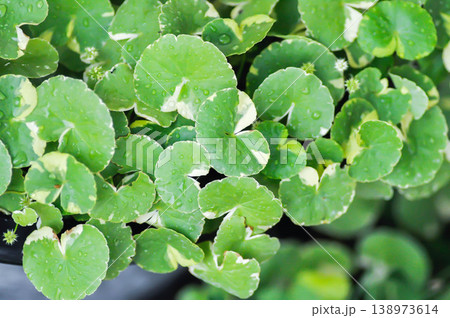 Variegated Pennywort, Centella asiatica or Apiaceae or Umbelliferae or Variegated Asiatic Pennywort or Gotu Kola or Variegated plant or bicolor plant Variegated Pennywort, Centella asiatica or Apiaceae or Umbelliferae or Variegated Asiatic Pennywort or Gotu Kola or Variegated plant or bicolor plant 138973614
