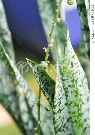 Sansevieria trifasciata Prain, Snake plant or Mother in laws tongue with flower and fruit or seed on the plant or  Snake plant fruit or Sansevieria aubrytiana Carr or Asparagaceae 138973615