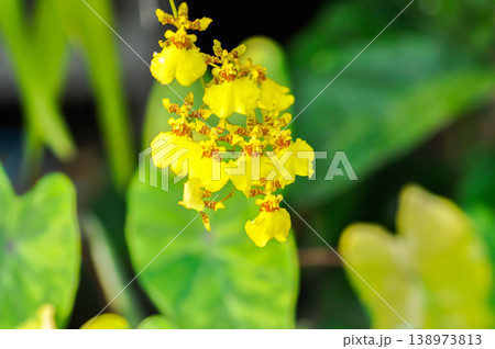 yellow oncidium orchid or yellow orchid flower ,orchid or yellow flower yellow oncidium orchid or yellow orchid flower ,orchid or yellow flower 138973813