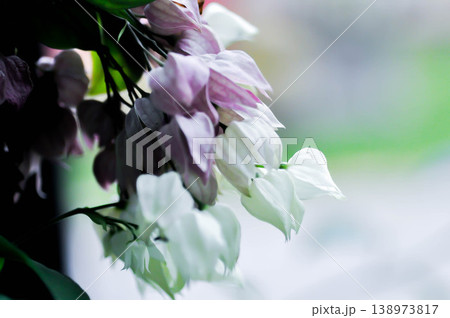 Bleeding heart vine or Clerodendrum thomsoniae Balf or Bag flower or LAMIACEAE or white flower 138973817