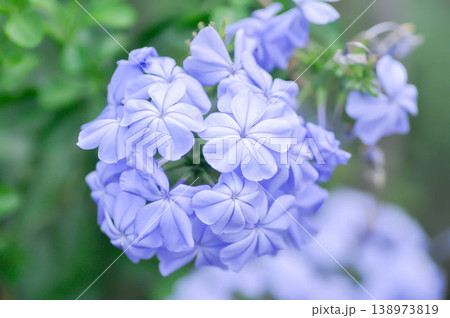 Cape leadwort, PLUMBAGINACEAE or Plumbago auriculata Lam or Sky flower or purple flower Cape leadwort, PLUMBAGINACEAE or Plumbago auriculata Lam or Sky flower or purple flower 138973819
