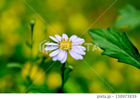 Indian Aster or Kalimeris indica or Oriental Kalimeris or purple flower 138973839
