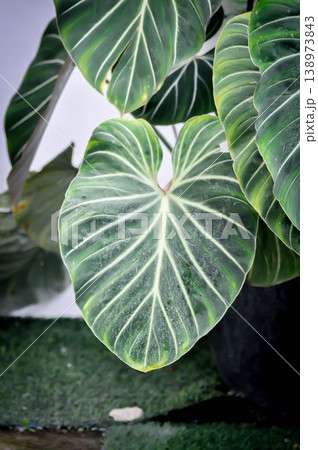 Philodendron gloriosum or Philodendron erubescens K Koch and Augustin, Philodendron or ARACEAE Philodendron gloriosum or Philodendron erubescens K Koch and Augustin, Philodendron or ARACEAE 138973843