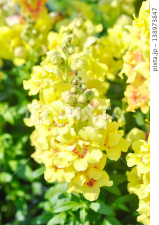 Antirrhinum majus Sonnet Yellow or Antirrhinum majus or Plantaginaceae or Snapdragon or yellow flower Antirrhinum majus Sonnet Yellow or Antirrhinum majus or Plantaginaceae or Snapdragon or yellow flower 138973847