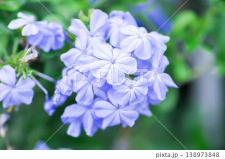 Cape leadwort, PLUMBAGINACEAE or Plumbago auriculata Lam or Sky flower or purple flower 138973848