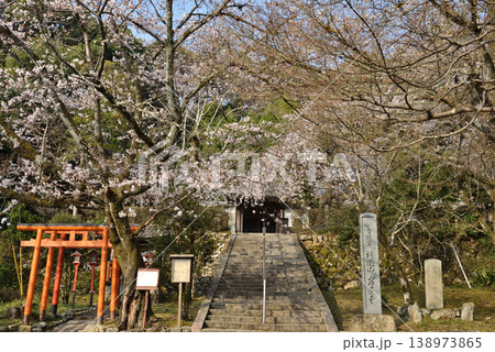 春の岩屋寺　サクラと石段(京都市山科区) 138973865