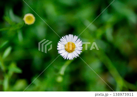 daisy, Daisy Fleabane or Erigeron annuus or Erigeron karvinskianus or Latin American fleabane or Mexican Fleabane or white daisy daisy, Daisy Fleabane or Erigeron annuus or Erigeron karvinskianus or Latin American fleabane or Mexican Fleabane or white daisy 138973911