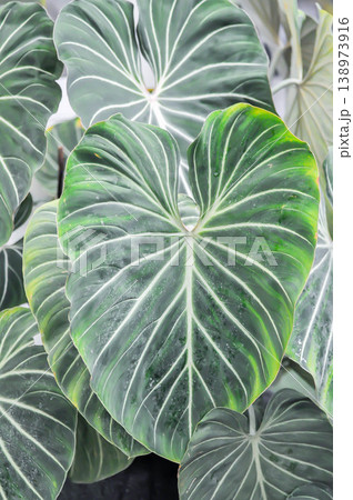 Philodendron gloriosum or Philodendron erubescens K Koch and Augustin, Philodendron or ARACEAE Philodendron gloriosum or Philodendron erubescens K Koch and Augustin, Philodendron or ARACEAE 138973916