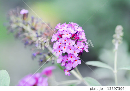 Lantana camara L, Cloth of gold or Hedge flower or Lantana or Weeping lantana or VERBENACEAE or purple flower 138973964