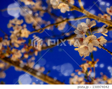 ライトアップされた夜桜 138974042