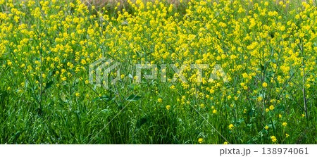 からし菜の花が咲く川辺 138974061