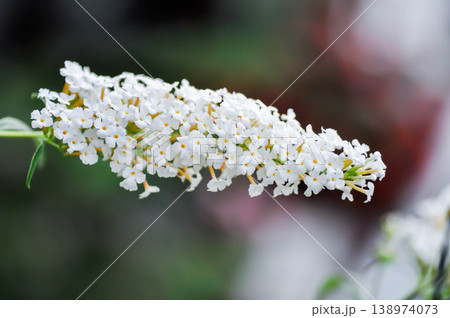 Buddleja, Buddleja davidii or Buddleja davidii White Profusion or Butterfly Bush or White Buddleia or white flower 138974073
