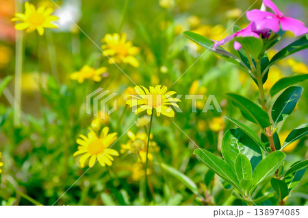 African bush daisy, Euryops chrysanthemoides or  Euryops pectinatus or Margarita amarilla or yellow flower 138974085