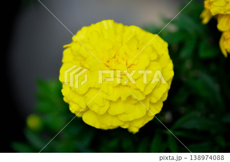 marigold or calendula flower , Tagetes erecta L or Compositae or African Marigold or yellow flower 138974088