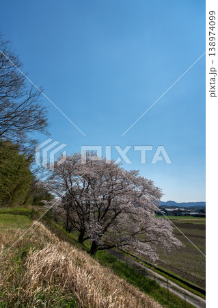 桜咲く故郷のイメージ 138974099