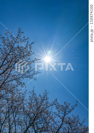 早春の太陽と桜 早春の太陽と桜 138974100