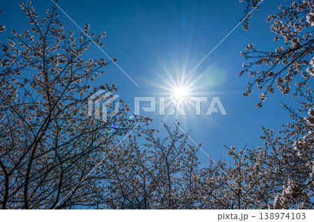早春の太陽と桜 早春の太陽と桜 138974103