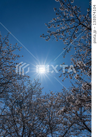 早春の太陽と桜 早春の太陽と桜 138974104