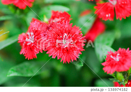 Dianthus chinensis or Caryophyllaceae or Dianthus chinensis L or red flower Dianthus chinensis or Caryophyllaceae or Dianthus chinensis L or red flower 138974182