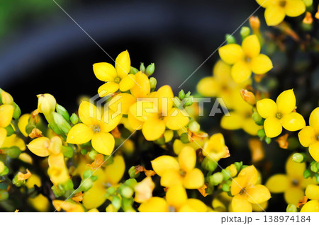 Kalanchoe blossfeldiana Poelln, Kalanchoe blossfeldiana or Flaming Katy or Kalanchoe or CRASSULACEAE or yellow flower Kalanchoe blossfeldiana Poelln, Kalanchoe blossfeldiana or Flaming Katy or Kalanchoe or CRASSULACEAE or yellow flower 138974184