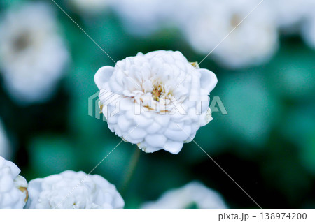white rose or Garden roses , zaide rose or William Christie Rose or Mary Rose or Rosa damascena Mill or Rose or Damask rose or Rosaceae or white flower white rose or Garden roses , zaide rose or William Christie Rose or Mary Rose or Rosa damascena Mill or Rose or Damask rose or Rosaceae or white flower 138974200