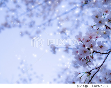 燃えるように咲く満開の桜 138974205