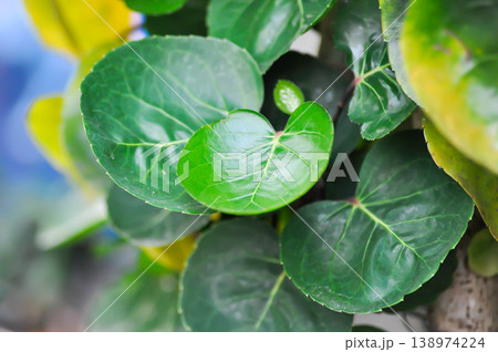 shield aralia or dinner plate aralia or Polyscias fruticosa L Harms,Polyscias fruticosa or Araliaceae 138974224