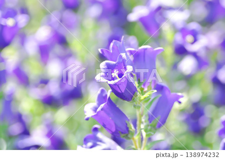 Campanula Campana Lilac or Campanula medium Campana purple or Bellflower or Campanula medium Champion or Campanulaceae or Canterbury Bells or purple flower Campanula Campana Lilac or Campanula medium Campana purple or Bellflower or Campanula medium Champion or Campanulaceae or Canterbury Bells or purple flower 138974232