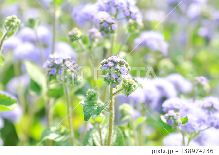 Ageratum, Ageratum blue planet, Ageratum conyzoides subsp or Ageratum houstonianum Mill or Asteraceae or Flossflower or purple flower 138974236