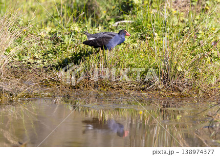 An Australasian Swamphen walking through thick grass on a sunny day An Australasian Swamphen walking through thick grass on a sunny day 138974377