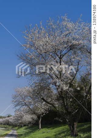 満開の桜と青空のコピースペース 満開の桜と青空のコピースペース 138974380