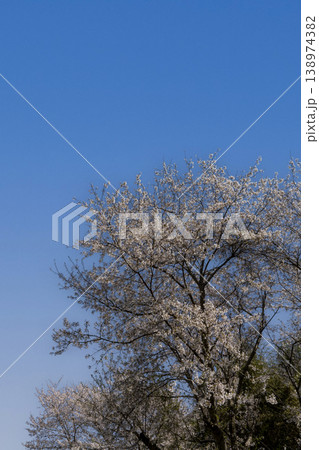 満開の桜と青空のコピースペース 138974382