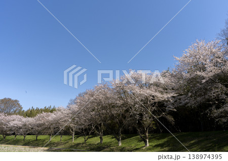 満開の桜と青空のコピースペース 138974395